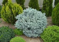 Picea pungens Glauca globosa / Gömb ezüstfenyő